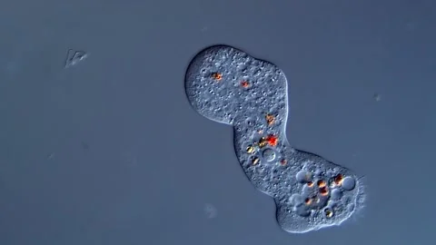 Amoeba protist under microscope view 库存影片 310650317