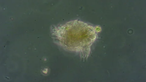 Amoeba slowly. Stock Footage 324567438