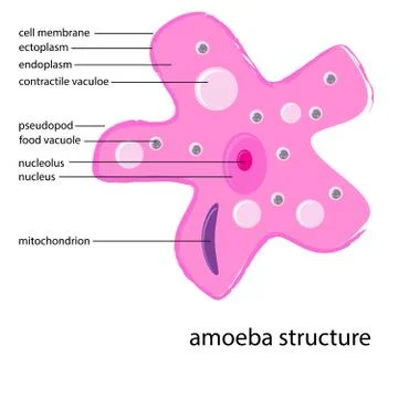 Amoeba structure Stock Illustration