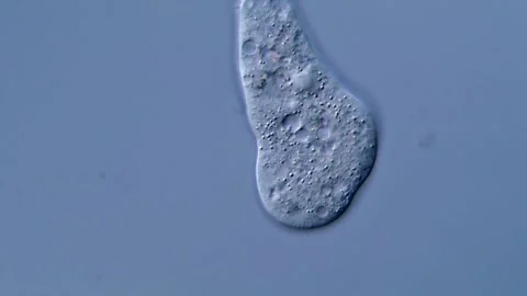 Amoeba under DIC microscope view 400x magnification 库存影片 310311705