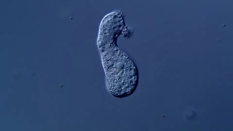 Amoeba under DIC microscope view Vídeos de archivo 310313669