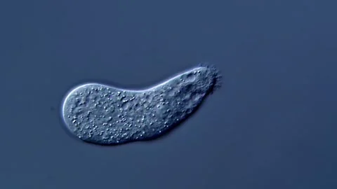 Amoeba under DIC microscope view 库存影片 310313884