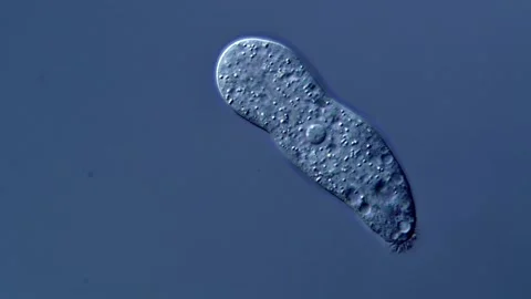 Amoeba under DIC microscope view 库存影片 310313920