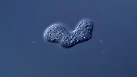 Amoeba under DIC microscope view Vídeos de archivo 310314561