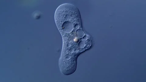 Amoeba under DIC microscope view 400x 库存影片 310315183