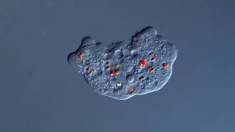 Amoeba under DIC microscope view Vídeos de archivo 310649835