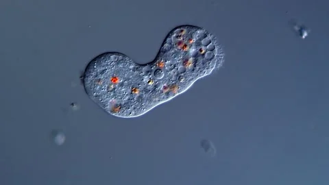 Amoeba under DIC microscope view 库存影片 310650289