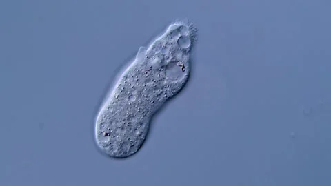 Amoeba under microscope 400x 스톡 동영상 310311718