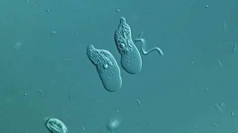 Amoeba under microscope, 400x magnification 库存影片 306588831