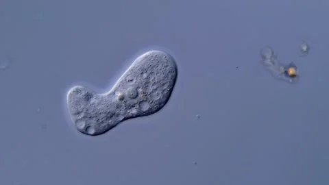 Amoeba under microscope 400x magnification 库存影片 310647485