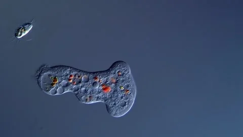 Amoeba under microscope 400x magnification 库存影片 310650670