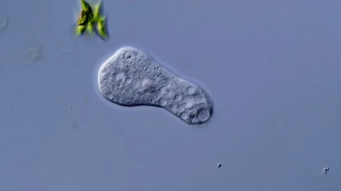 Amoeba under microscope 스톡 동영상 310647301