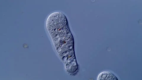 Amoeba under microscope 스톡 동영상 310647429
