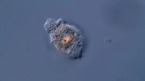 Amoeba under the microscope 库存影片 310647494