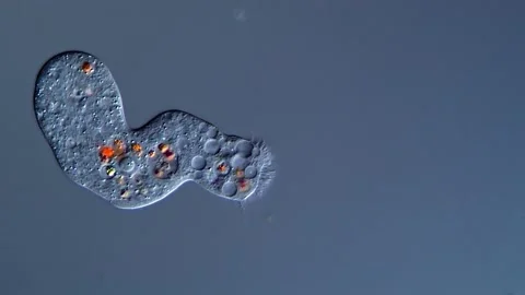 Amoeba under microscope 스톡 동영상 310650266
