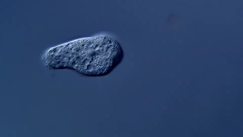 Amoeba under microscopy view 스톡 동영상 310313582