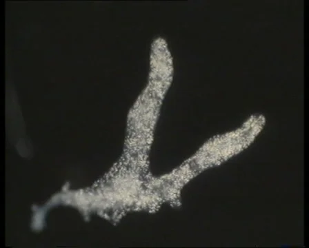 Amoeba WS-JPEG 75 PAL 스톡 동영상 3134435