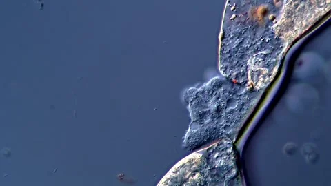 Amoebae and Ciliate under microscope view 库存影片 310314556