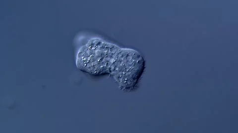 Amoebae in pond water under microscopy view 库存影片 310314666