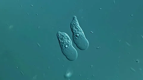 Amoebae under microscope 400x magnification 库存影片 306588816