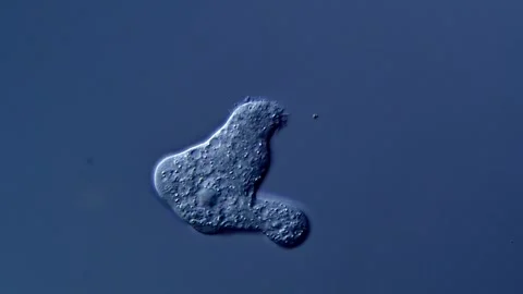 Amoebae under microscope 400x magnification 库存影片 310313712