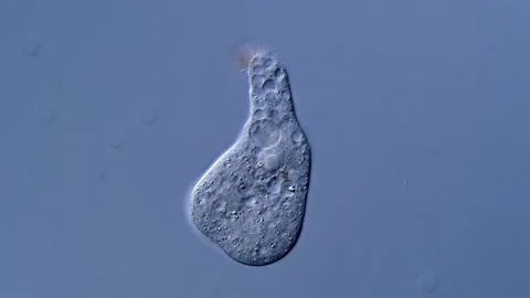 Amoebae under microscope, pond water sample Vidéo 310312011