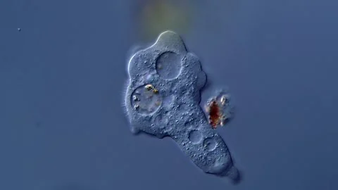 Amoebae under microscopy view 400x Vidéo 310315239