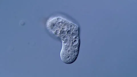 Amoeboid in pond water under microscopy Vídeos de archivo 310312001