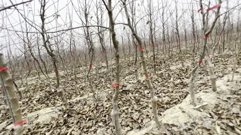 Among the apple seedlings Video stock 220740385