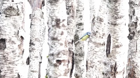 Among the birches, the Eurasian blue tit (Cyanistes caeruleus) Stock Footage 344030635
