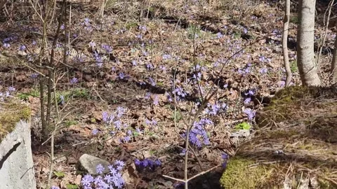 Among the boton-blocks, violet forest flowers bloom. Stock Footage 301224826