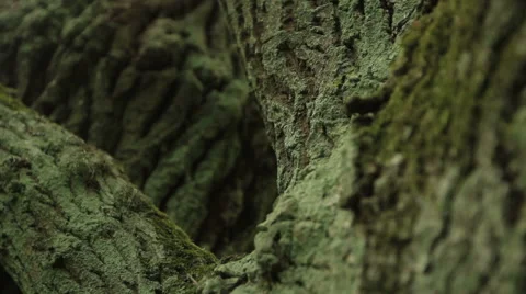 Among the branches of an old tree Stock Footage 50282361