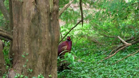 Among the branches, the pheasant. Video stock 314017836