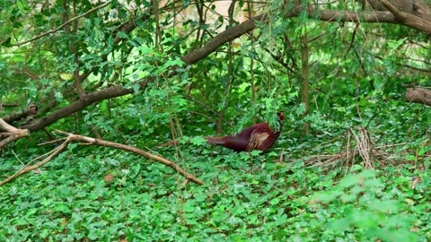 Among the branches, the pheasant. Stock Footage 314017841