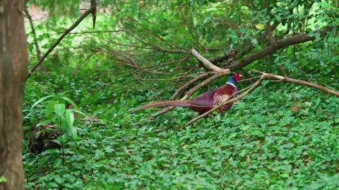 Among the branches, the pheasant. Stock Footage 314017846