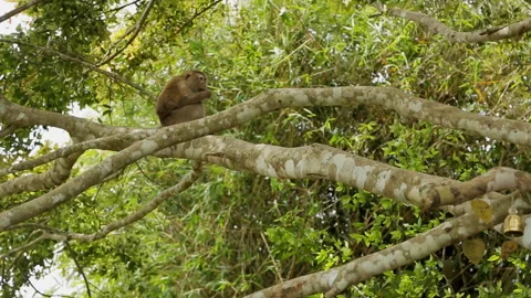 Among branches of trees is a monkey and gnaws food. Stock Footage 87191866