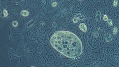 Among filamentous bacteria Stock Footage 308244512
