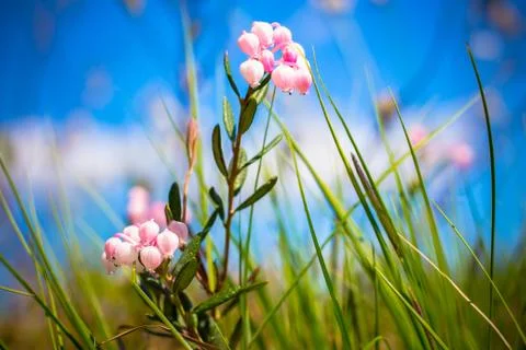 Among the grass in the warm rays of the summer sun berries cranberries bloom Foto stock