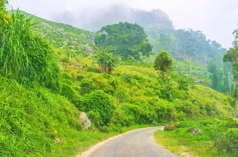 Among the greenery Stock Photos