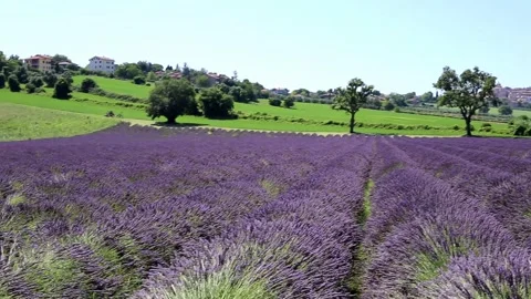 Among the lavender Stock Footage 247975955