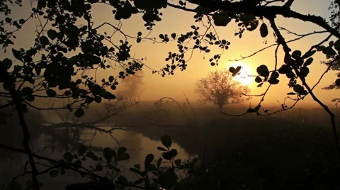 Among the leaves Stock Footage 51235008