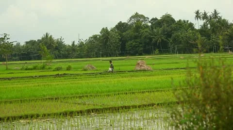 Among the rice fields view Stock Footage 22142058