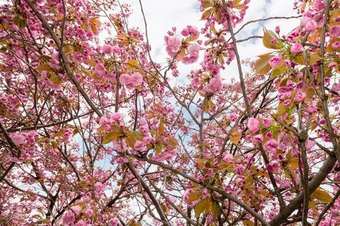 Among sakura branches in spring Foto stock
