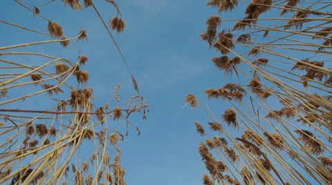 Among Sedges 1 Stock Footage 46426843
