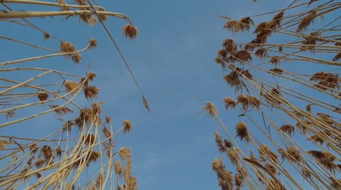 Among Sedges 2 Stock Footage 46426891