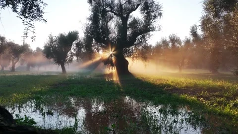 Among the thousand-year old olive trees of Puglia Stock Footage 254585648