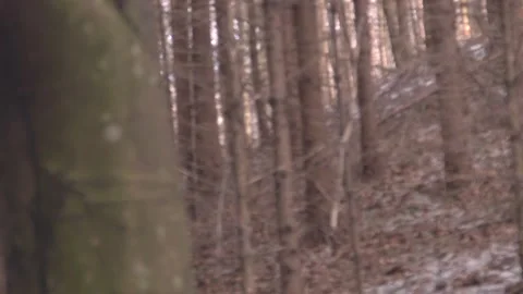 Among the trees 스톡 동영상 137642440