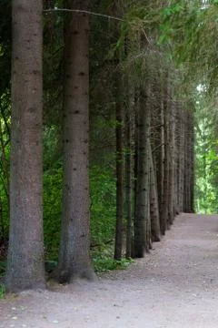 Among the trees in the park footpath Foto stock