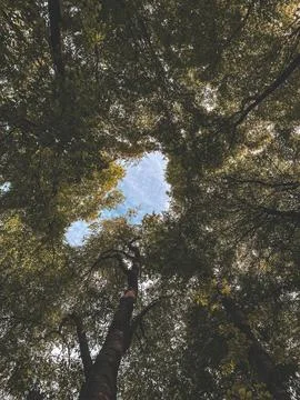 Among the trees Stock Photos