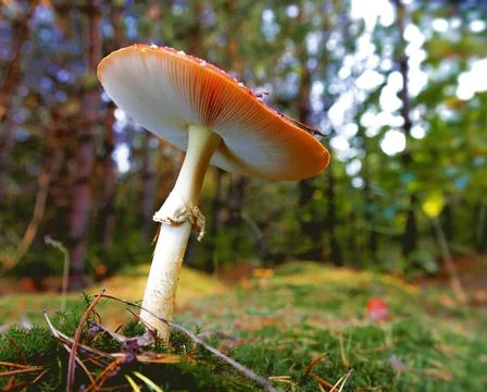 Amonita mushroom in the forest Stock Photos